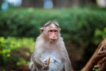 The bonnet macaque is a macaque endemic to southern India. Its distribution is limited by the Indian Ocean on three sides. These primates live in close family groups that have a hierarchy rule.