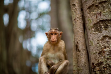 The bonnet macaque is a macaque endemic to southern India. Its distribution is limited by the Indian Ocean on three sides. These primates live in close family groups that have a hierarchy rule.