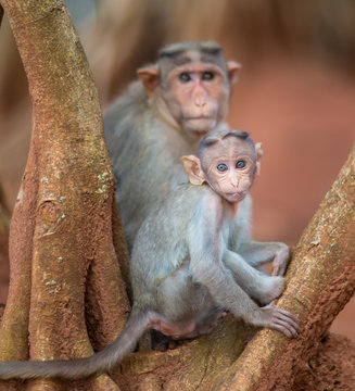 The bonnet macaque is a macaque endemic to southern India. Its distribution is limited by the Indian Ocean on three sides. These primates live in close family groups that have a hierarchy rule.
