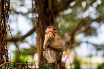 The bonnet macaque is a macaque endemic to southern India. Its distribution is limited by the Indian Ocean on three sides. These primates live in close family groups that have a hierarchy rule.