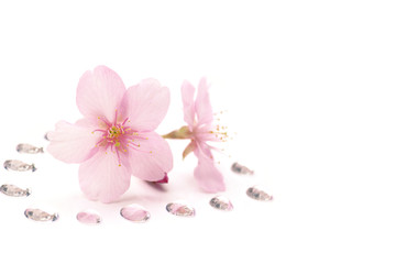Obraz na płótnie Canvas Japanese cherry blossom flowers and the dew drops