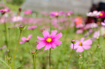 Fototapeta premium Pink cosmos flowerin the garden