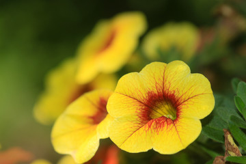 Yellow Calibrachoa Hybrid Flower