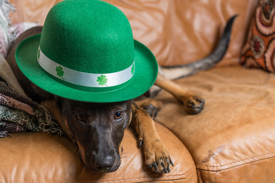 Cute black dog wearing St Patricks day hat