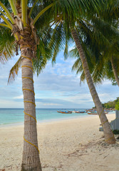 Coconut tree on the beach, Lipe island, Thailand