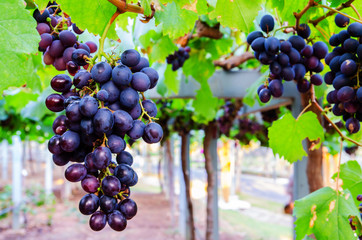 grape in garden