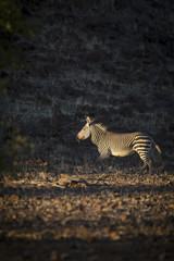 Obraz na płótnie Canvas Zebra in the Palmwag concession, Damaraland, Namibia.