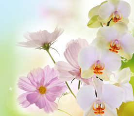 Orchid flowers on abstract background