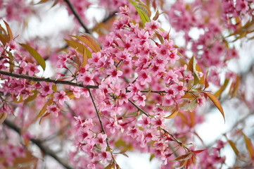 Pink Sakura flower blooming.