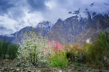 Apricot blossom in Pakistan