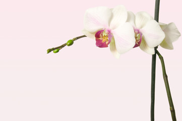 Orchid on tender rosy tint background with free space for text