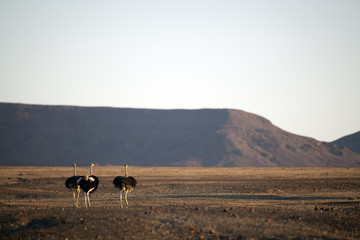 Ostrich in Purros, Namibia.