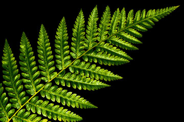 Leaf of fern