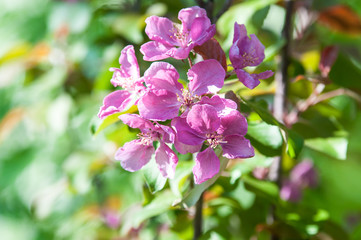 Spring flowers of the apple tree