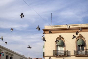 Fototapeta na wymiar Palomas volando frente a un edificio colonial