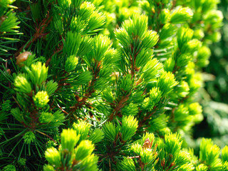 green fresh stems of  juniper