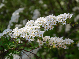 bush branch blooming spirea with white flowers