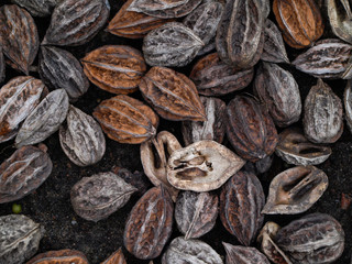 Obraz premium walnut shell on ground