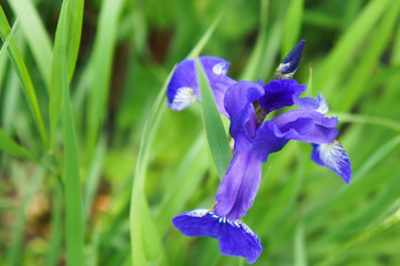 Blue iris on green background