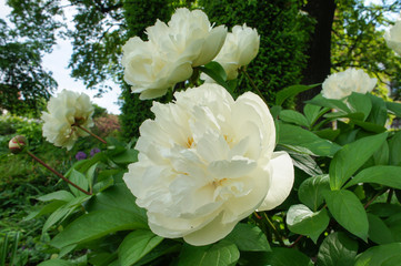 White peonies with green leaves