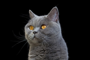 Portrait of a grey cat on black background.