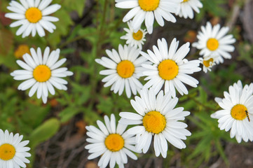 bunch of  camomile flowers 
