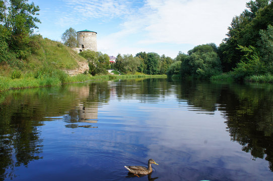 The river Pskova with white tower and duck