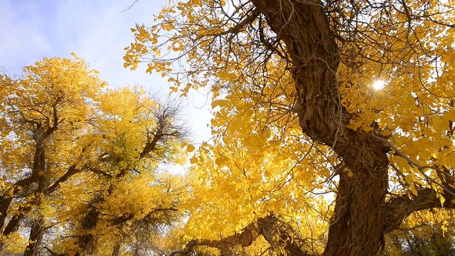 Autumn yellow woods, Populus euphratica,
