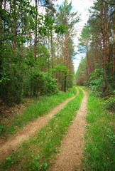 The road through the forest. Spring green forest