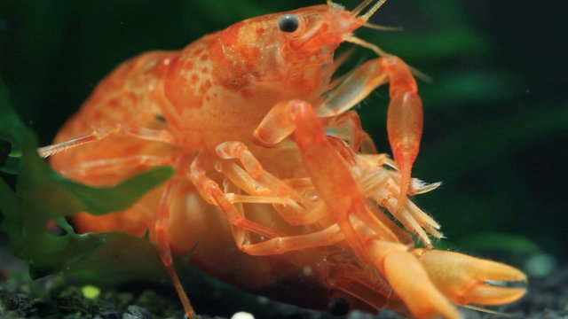 Mexican dwarf crayfish - Cambarellus genus mating and breeding in nano aquarium
