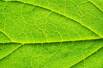  leaf texture