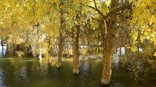 Autumn yellow woods, Populus euphratica,