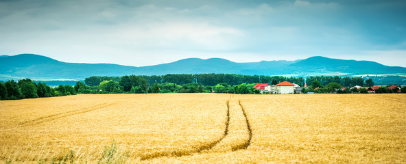 wheat field with mountains on the background