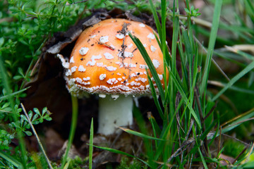 Amanita muscaria fungus in grass