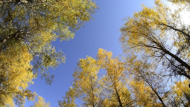 Autumn yellow woods, Populus euphratica,