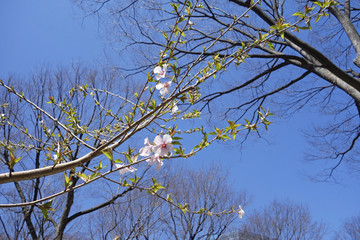 3分咲きの桜