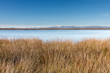Scirpus lacustris, Junco de los Cesteros y Embalse de Valparaíso, Zamora. © LFRabanedo
