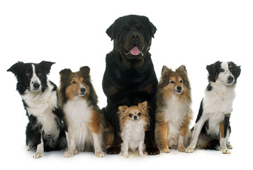 six beautiful dogs