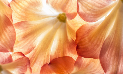 Fototapeta na wymiar flowers in detail - macro texture