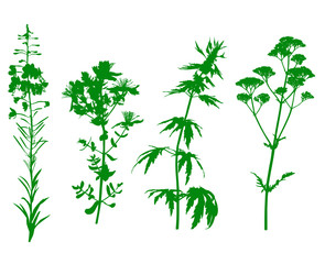 Green medicinal herbals set