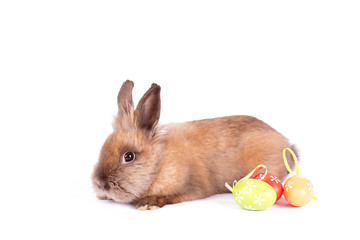 Brown rabbit isolated on white