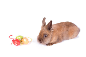 Brown rabbit isolated on white