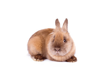 Brown rabbit isolated on white