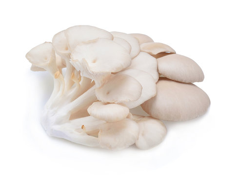 Sarjor-caju Mushroom on white background.