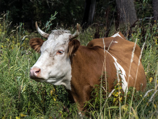 Naklejka na ściany i meble brown cow in a high grass on a meadow