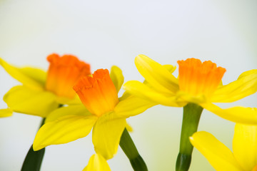 frische narzissenblüten