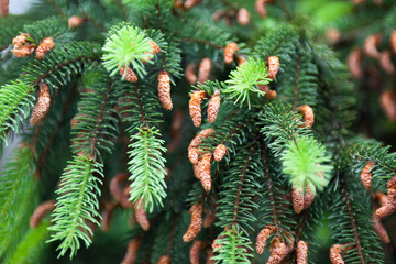Conifer branches with cones and young light green shoots