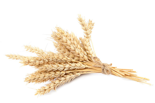 Sheaf of wheat ears on white background.