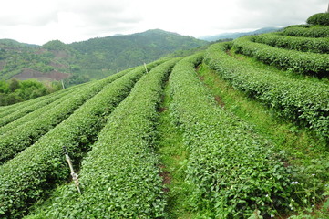 Fototapeta na wymiar Tea plantation on the hills in raining season, Chieng Rai, Thailand