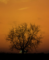 Fototapeta na wymiar old tree sunset silhouette